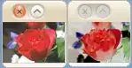 rose / rose_negated_lum