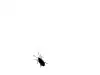 ant